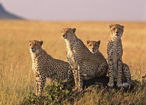 New African Wildlife Images
